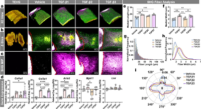 Organotypic artery-graft culture enables label-free multiphoton tracking of remodeling that links to long-term graft microarchitecture