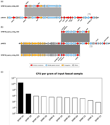 Comparison of tet(X4)-containing contigs from metagenomic sequencing data with plasmid sequences of isolates from a cohort of healthy subjects.