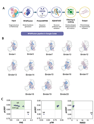 FAF1 and FAF2 enhance human p97-UFD1-NPL4 complex unfoldase activity enabling rational design of p97 activators