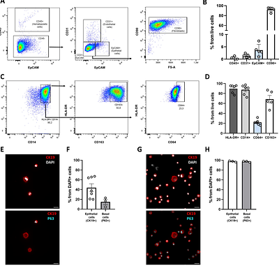 Influenza Virus Infection of an Immunocompetent Organotypic Model of the Human Respiratory Mucosa