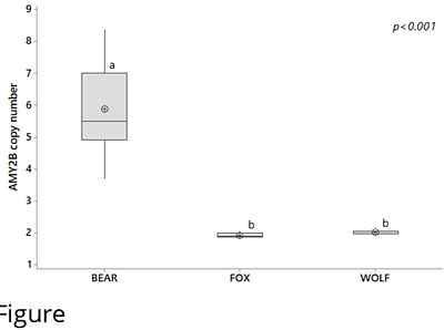 Variation in AMY2B Copy Number and Serum Amylase Activity in Wolves (Canis Lupus), Brown Bears (Ursus arctos), and Red Foxes (Vulpes vulpes) from Bosnia and Herzegovina
