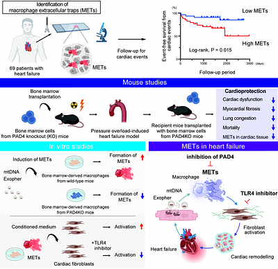 Macrophage extracellular traps promote maladaptive cardiac remodelling and heart failure via PAD4-dependent mechanisms