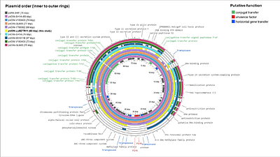 Comparative genomics reveals modular virulence repertoires and extensive horizontal gene transfer in Vibrio species associated with white syndrome of Porites cylindrica
