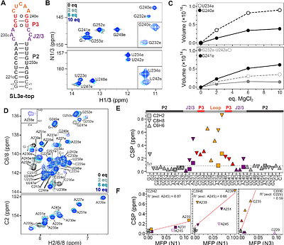 Quantifying Mg2+ dependence on conformational equilibrium in the two-state 7SK RNA stem-loop 3