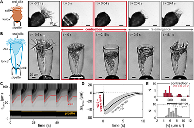 Mechanosensation, habituation, and behavioural plasticity in tintinnid ciliates