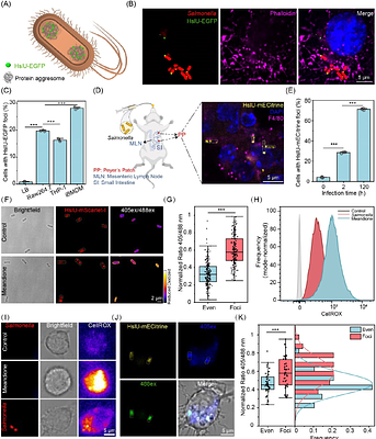 Macrophage-derived reactive oxygen species promote Salmonella aggresome formation contributing to bacterial antibiotic persistence