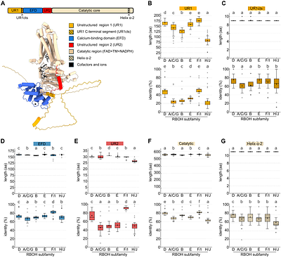 Unstructured regions differentially modulate the activation of RBOHD and RBOHH