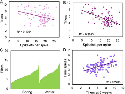 Cytokinin overcomes spikelet-driven inhibition of tillering in wheat and barley by delaying meristem development