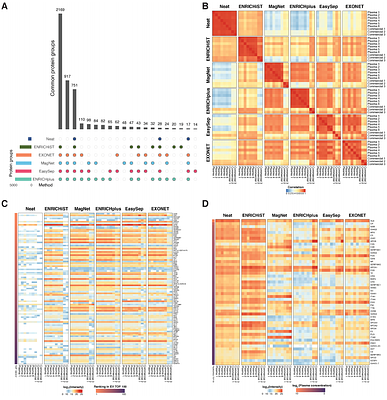 Automated MagNet Enrichment Unlocks Deep and Cost-Effective LC-MS Plasma Proteomics