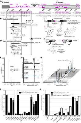 Structural Basis for a Scaffolding Role of the COM Domain in Nonribosomal Peptide Synthetases