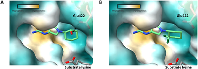 Design and development of lysyl tRNA synthetase inhibitors, for the treatment of tuberculosis