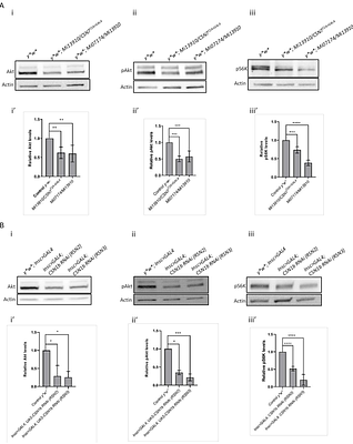 COP9 complex maintains neuroblast growth and proliferation by regulating Akt/mTor pathway