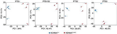 Sex-dependent control of renal tubular homeostasis and stress tolerance by KDM6A