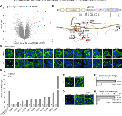 Phosphorylation-inducing molecules for regulating dynamic cellular processes