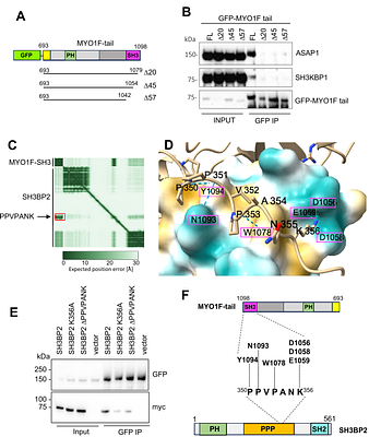 MYO1F interactome reveals the SH3-domain linked CASS complex at podosomes and the phagocytic cup