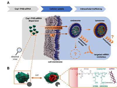 Cellular Uptake and Fate of Cationic Polymer-Coated Nanodiamonds Delivering siRNA: A Mechanistic Study