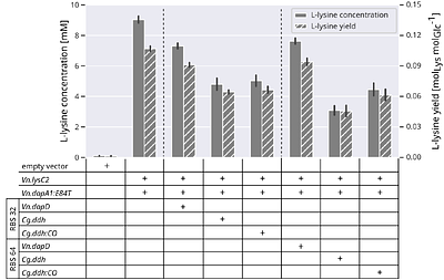 L-Lysine production from glucose and chitin monomers using engineered 	Vibrio natriegens