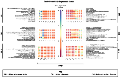 Unraveling Cross-Cellular Communication in Cannabis sativa Sex Determination: A Network Ontology Transcript Annotation (Nota) Analysis.