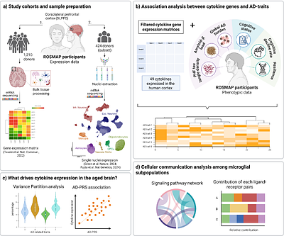 Cytokine expression profile in the human brain of older adults