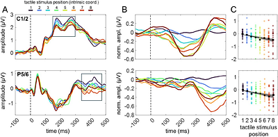 The spatial coding of touch is defined in intrinsic, limb-specific coordinates: an EEG study