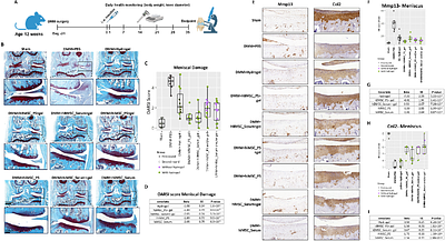 Spatial transcriptomics defines the mechanisms of hiPSC derived stem cell mediated repair in human articular cartilage