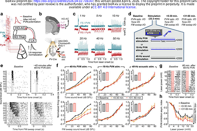Cortical inhibitory potentiation reverses maladaptive amygdala plasticity after noise-induced hearing loss