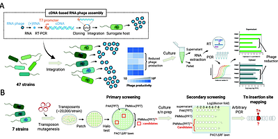 cDNA-guided functional selection uncovers selective defense systems against RNA phages