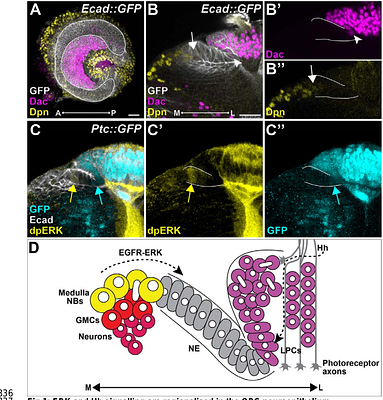 Glia generate distinct visual processing centres by locally inhibiting ERK activity in an optic lobe neuroepithelium