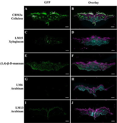 The Building Blocks of Early Land Plants: Glycosyltransferases and Cell Wall Architecture in the model liverwort Marchantia polymorpha
