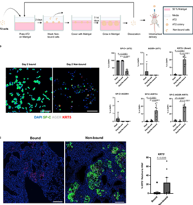 Lung endothelial niche signaling governs self-renewal and fate transitions of human alveolar stem cells