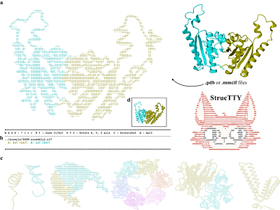 StrucTTY: An Interactive, Terminal-Native Protein Structure Viewer