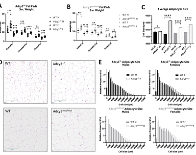 Protein-coding mutation in Adcy3 increases adiposity and alters emotional behaviors sex-dependently in rats