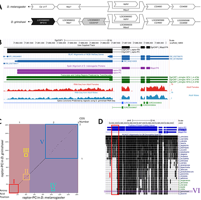Gene model for the ortholog of raptor in Drosophila grimshawi