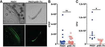 Catalytic activity of the prepilin peptidase PilD is required for full P. aeruginosa virulence in a nematode infection model