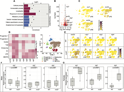 Estrogen Impacts Nod2-Dependent Regulation of Intestinal Homeostasis
