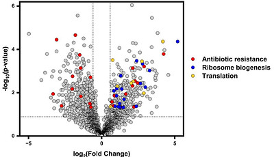 Phase-Specific Antibiotic Resistance Mechanisms in an Escherichia coli B Strain