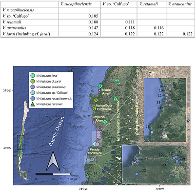 Single-locus species delimitation and a new phylogeny for the genus Virilastacus