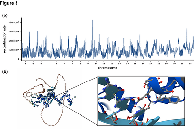 Inferring the landscapes of mutation and recombination in the common marmoset (Callithrix jacchus) in the presence of twinning and hematopoietic chimerism