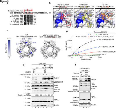 A RAD18 SAP domain PIP motif enables PCNA mono-ubiquitination and USP1-BRCA1 synthetic lethality
