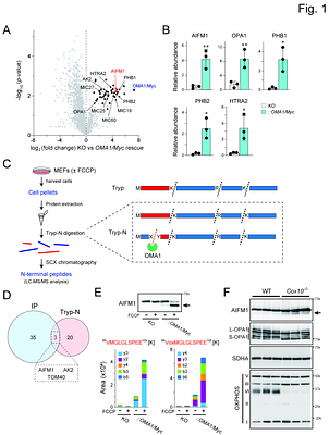 OMA1-mediated cleavage of AIFM1 upon mitochondrial stress and suppression of cell growth through the control of OXPHOS activity