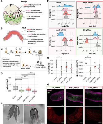 A developmental chimera: co-option of appendage, secretory and myogenic programs underlies spider venom gland evolution