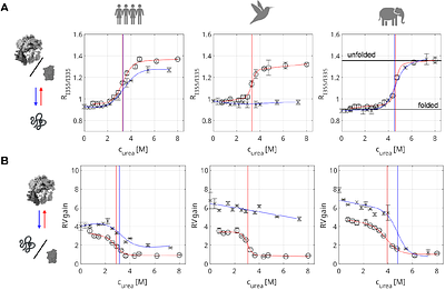 From Hummingbird to Elephant: Amyloid Formation in Natural Transthyretin Variants