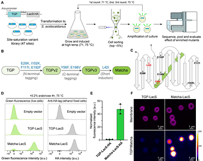 A green fluorescent protein for live imaging in hyperthermophiles