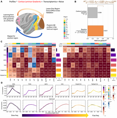 Spatial transcriptomic programs relate to spectrolaminar rhythms across macaque cortex