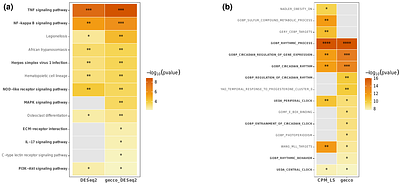 Gene-specific exponent-corrected normalization for library size in bulk RNA-seq