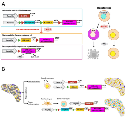 CellCousin2: An Optimized System for Partial Ablation and Tracing of Regenerative Lineages