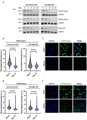 DNA Damage Driven Viability Loss and Transcriptional Reprogramming in Chinese Hamster Ovary Cell Perfusion Culture