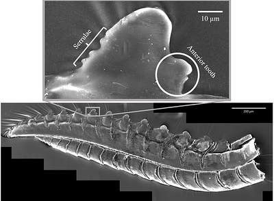 A novel bio-inspired passive selective cutting mechanism for cutting surgical tools and other material-selective applications
