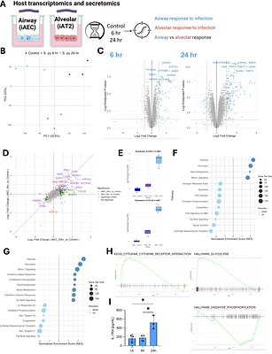 Attenuated interferon signalling in alveolar epithelium limits resistance to Streptococcus pyogenes