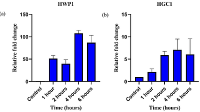 Hyphal induction in Candida albicans: Optimizing medium parameters to accelerate hyphal growth enhanced by GlcNAc